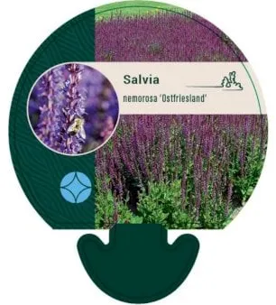 Évelő zsálya