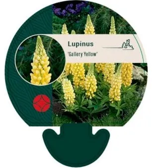 Évelő lupin