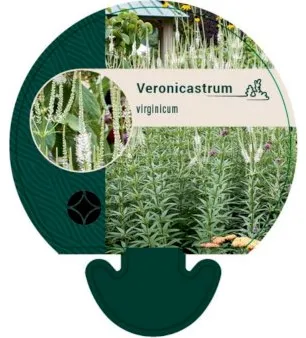 Virgíniai veronika