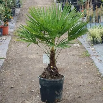 Lenpálma